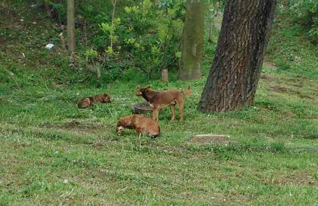Чопори паса крстаре Адом!
